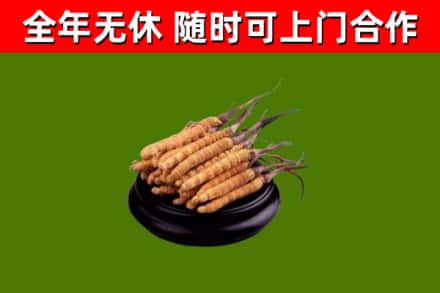 岚山区回收散虫草