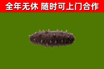 岚山区回收海参干